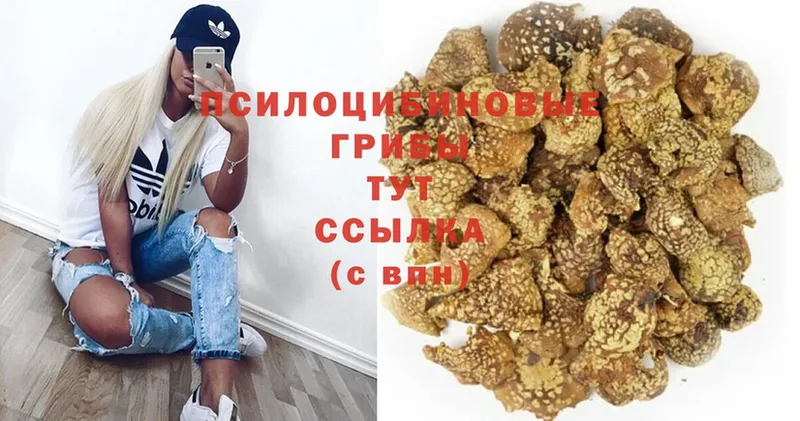 где продают   Прокопьевск  Галлюциногенные грибы мицелий 